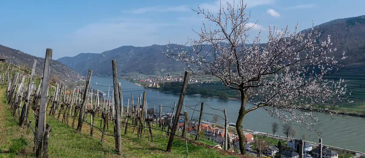 Blossoming apricot tree among vineyards above the Danube in the Wachau valley, Austria