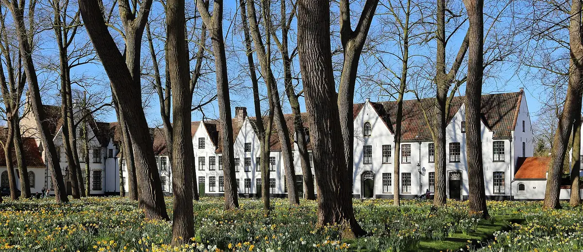 Spring daffodils under tall trees in front of the white houses of Bruges' Beguinage