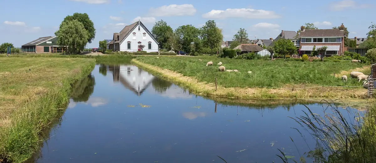 White farmhouse reflected in a still ditch in a green Dutch polder with grazing sheep