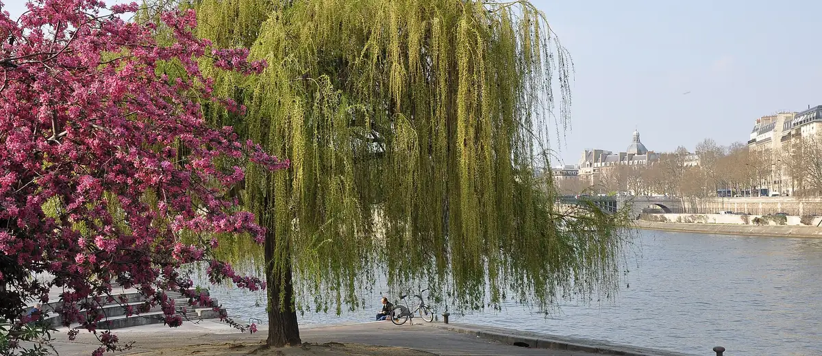 A weeping willow and pink blossom beside the Seine in the Jardin Tino Rossi, Paris