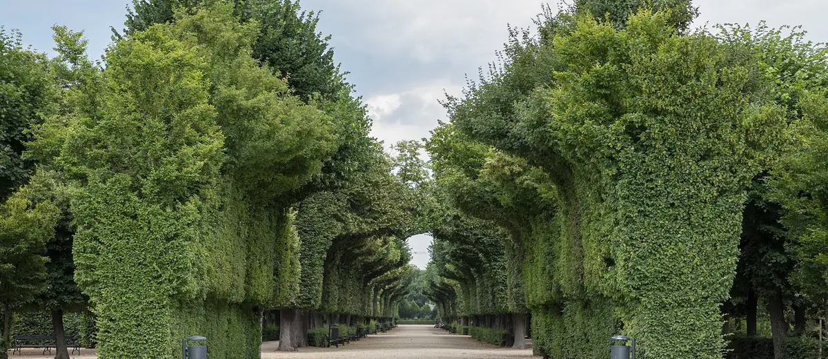 Tall clipped hedges line a quiet gravel avenue in the Schönbrunn palace gardens, Vienna